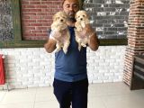 ORJİNAL MİNİ BOY MALTİPOO YAVRULARIMIZ GÜNCEL ANKARA