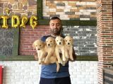 Baby Face Golden Retriewer Yavrularimiz Güncel Ankara