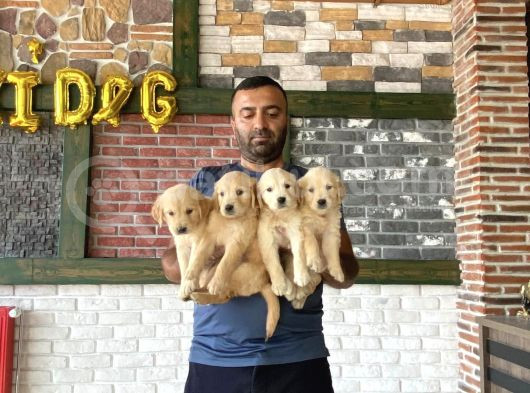 Baby Face Golden Retriewer Yavrularimiz Güncel Ankara görsel