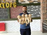 Baby Face Golden Retriewer Yavrularimiz Güncel Ankara