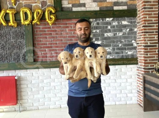 Baby Face Golden Retriewer Yavrularimiz Güncel Ankara görsel