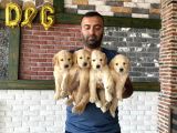 BABY FACE GOLDEN RETRIEWER YAVRULARIMIZ GÜNCEL ANKARA