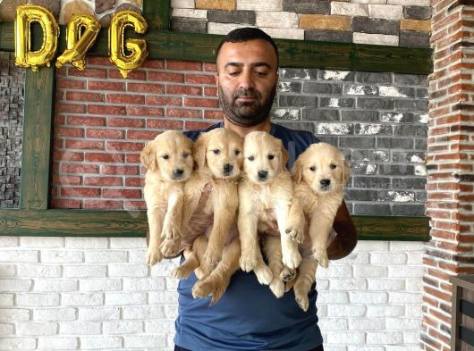 Baby Face Golden Retriewer Yavrularimiz Güncel Ankara
