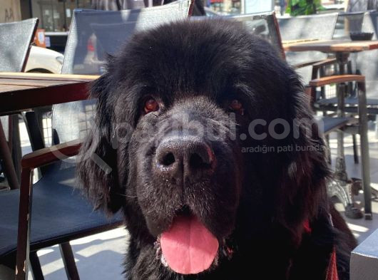 3 Aylık Newfoundland Köpek Yavrularımız Yeni Sahibini Arıyor görsel