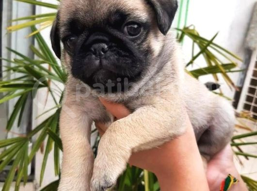 0 Burun Pug Mops Yavrulari