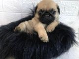 0 Burun Pug Mops Yavrulari
