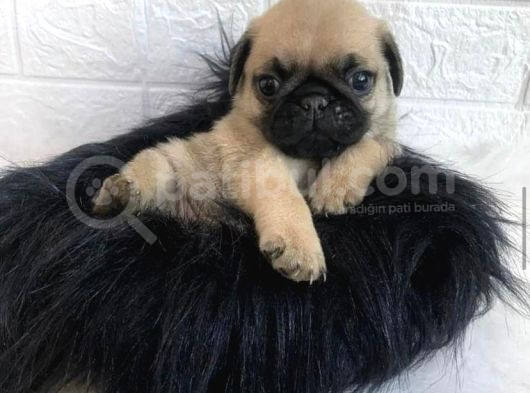 0 Burun Pug Mops Yavrulari görsel
