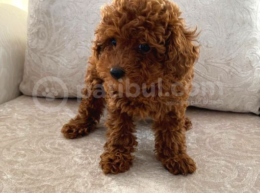 Orjinal Kore Kan Toy Poodle