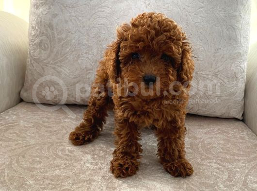Orjinal Kore Kan Toy Poodle görsel