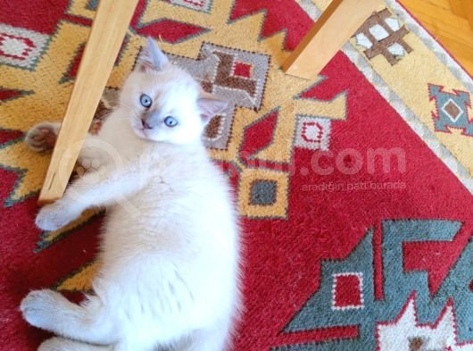 Güllaç Yaramaz Blue Point British Short Hair Yavrumuz