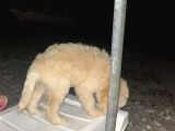 Golden Köpek