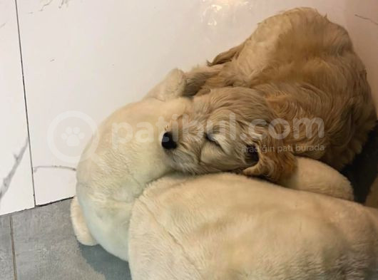 Golden Köpek görsel