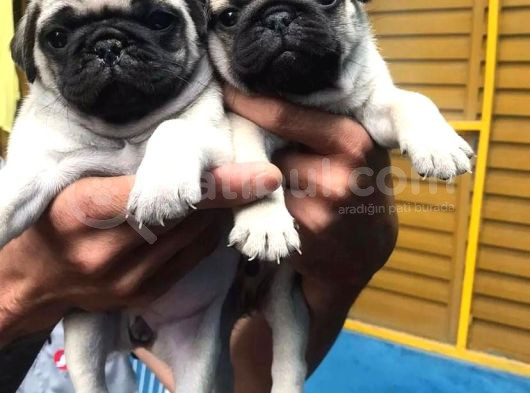 Pug Mops Yavrular
