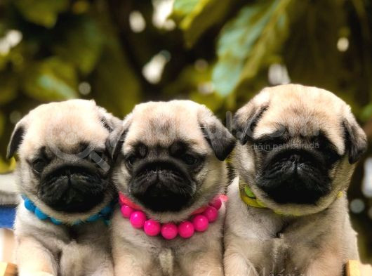 Çok Uyguna Pug Bebeklerim görsel