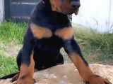 Europa Doberman Yavrular