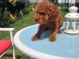 5 Aylık Red Brown Toy Poodle Bakamadığım Için Sahiplendirile