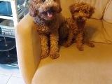 5 aylık red brown toy poodle bakamadığım için sahiplendirile