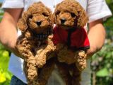 Safkan Toy Poodle