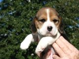 Küçük Boy Beagle Yavrular Mama Malzeme Kampanyalı