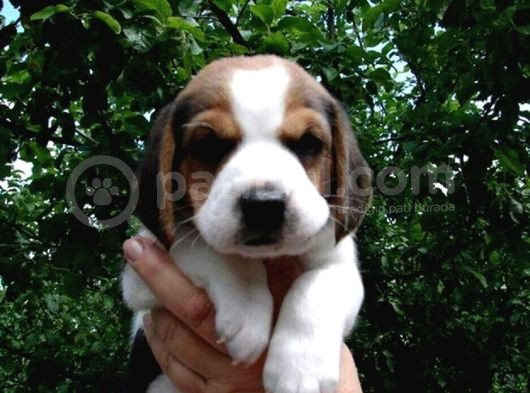 Küçük Boy Beagle Yavrular Mama Malzeme Kampanyalı görsel