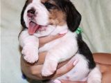 Küçük Boy Beagle Yavrular Mama Malzeme Kampanyalı
