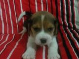 Küçük Boy Beagle Yavrular Mama Malzeme Kampanyalı