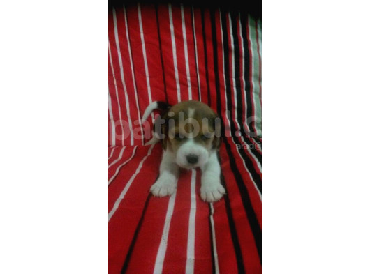 Küçük Boy Beagle Yavrular Mama Malzeme Kampanyalı görsel
