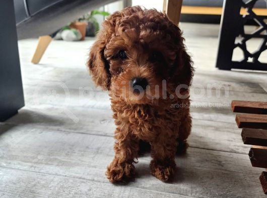 5 Aylık Red Brown Toy Poodle Bakamadığım Için Sahiplendirile görsel
