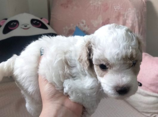 Dişi Ve Erkek Yavrularımız Yeni Ailelerini Arıyor görsel