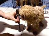 2 Tane Tatli Minicik Toy Poodle