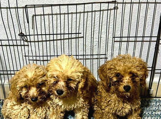 2 Tane Tatli Minicik Toy Poodle görsel
