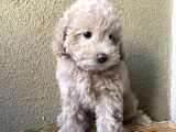 A Kalite Anne Baba Belli Güzel Yüzlü Toy Poodle Dişi Yavru