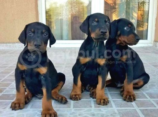 Estetikli Ve Estetiksiz King Doberman Erkek Dişi Mevcut görsel