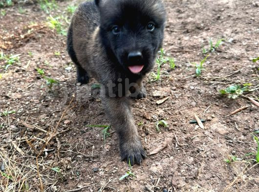 Malinois Yavrular Her Yere Gönderilir görsel