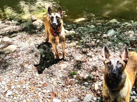 Malinois Yavrular Her Yere Gönderilir görsel
