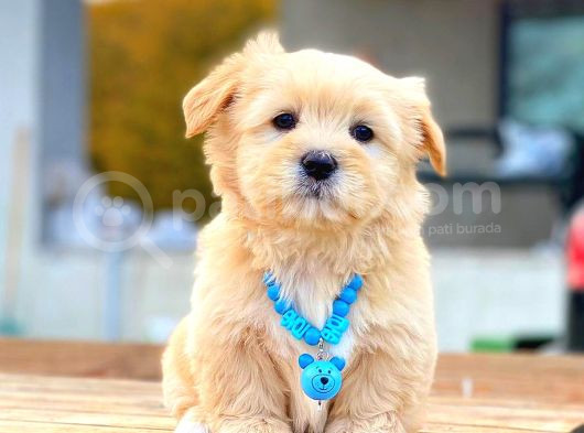 Kahve Tonlu Mini Boy Puppy Sevimli Yavrular Malti̇po Ci̇nsi̇ 