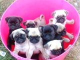 Gül Kuyruk Kisa Pug Yavrular Her Yere Gönderi̇li̇r
