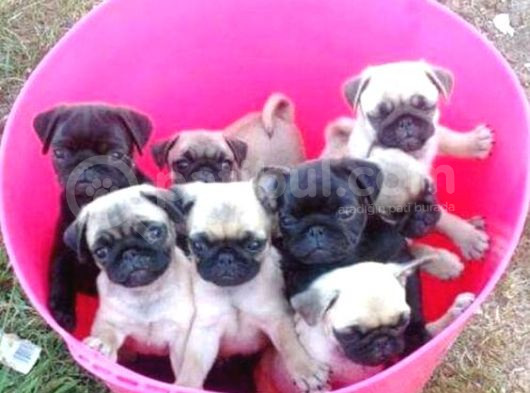 Gül Kuyruk Kisa Pug Yavrular Her Yere Gönderi̇li̇r görsel