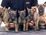 Malinois Yavrular Her Yere Gönderilir