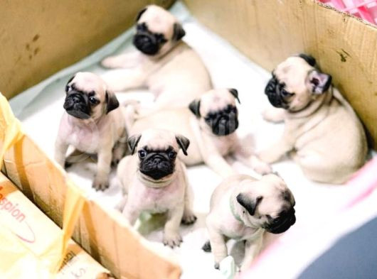 Gül Kuyruk Kisa Pug Yavrular Her Yere Gönderi̇li̇r görsel