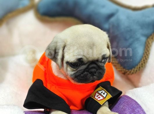 Gül Kuyruk Kisa Pug Yavrular Her Yere Gönderi̇li̇r görsel