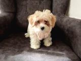Kahve tonlu mini boy puppy sevimli yavrular MALTİPO CİNSİ 