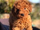 Red brawn toy poodle bebekler anne yanından
