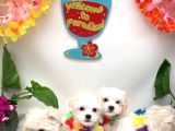 ORJİNAL MİNİ BOY MALTİPOO BEBEKLER HAZIR