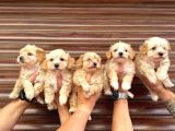 Orji̇nal Mi̇ni̇ Boy Malti̇poo Bebekler Hazir