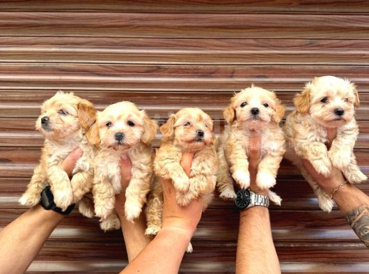 Orji̇nal Mi̇ni̇ Boy Malti̇poo Bebekler Hazir görsel