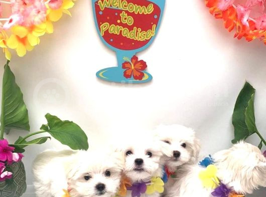 Orji̇nal Mi̇ni̇ Boy Malti̇poo Bebekler Hazir görsel