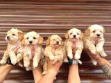 Orji̇nal Mi̇ni̇ Boy Malti̇poo Bebekler Hazir