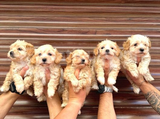 Orji̇nal Mi̇ni̇ Boy Malti̇poo Bebekler Hazir görsel