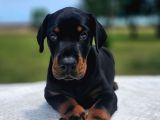 Anatomi harikası gerçek king doberman lar